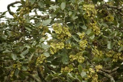 Pterocarpus marsupium